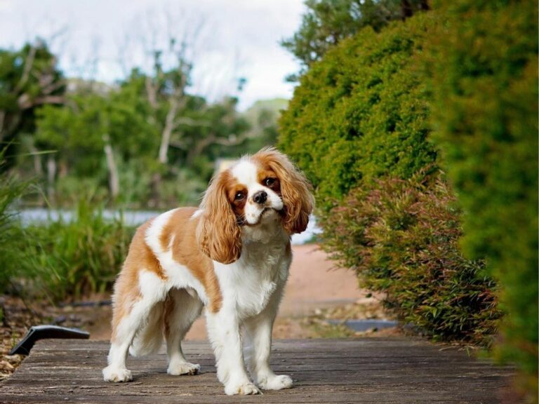 Cavalier King Charles Spaniel temperament, Cavalier King Charles Spaniel size, Cavalier King Charles Spaniel grooming, Cavalier King Charles Spaniel exercise needs, Cavalier King Charles Spaniel health issues, Cavalier King Charles Spaniel training tips, Cavalier King Charles Spaniel lifespan, Cavalier King Charles Spaniel personality traits, Cavalier King Charles Spaniel good with children, Cavalier King Charles Spaniel as a family pet