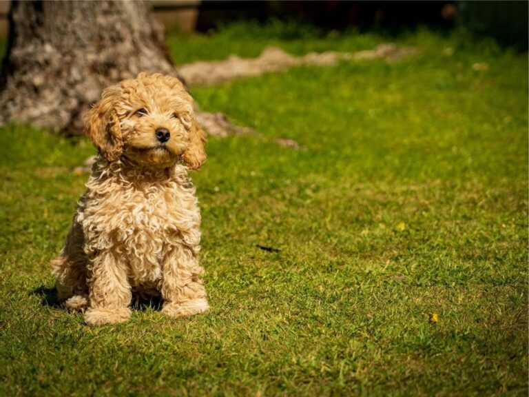 Cockapoo temperament, Cockapoo size, Cockapoo grooming, Cockapoo exercise needs, Cockapoo health issues, Cockapoo training tips, Cockapoo lifespan, Cockapoo personality traits, Cockapoo good with children, Cockapoo as a family pet