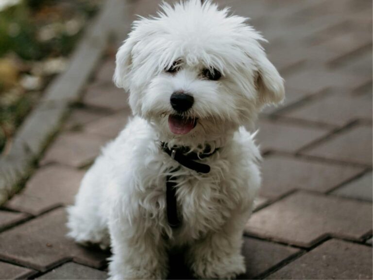 Coton de Tulear temperament, Coton de Tulear size, Coton de Tulear grooming, Coton de Tulear exercise needs, Coton de Tulear health issues, Coton de Tulear training tips, Coton de Tulear lifespan, Coton de Tulear personality traits, Coton de Tulear good with children, Coton de Tulear as a family pet