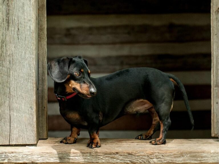 Dachshund temperament, Dachshund size, Dachshund grooming, Dachshund exercise needs, Dachshund health issues, Dachshund training tips, Dachshund lifespan, Dachshund personality traits, Dachshund good with children, Dachshund as a family pet