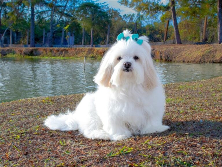 Lhasa Apso temperament, Lhasa Apso size, Lhasa Apso grooming, Lhasa Apso exercise needs, Lhasa Apso health issues, Lhasa Apso training tips, Lhasa Apso lifespan, Lhasa Apso personality traits, Lhasa Apso good with children, Lhasa Apso as a family pet