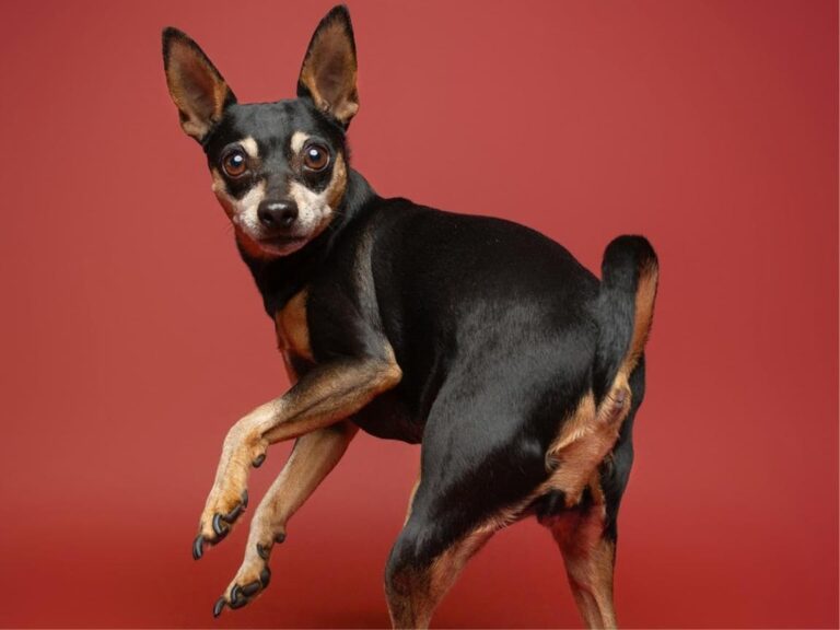 Miniature Pinscher temperament, Miniature Pinscher size, Miniature Pinscher grooming, Miniature Pinscher exercise needs, Miniature Pinscher health issues, Miniature Pinscher training tips, Miniature Pinscher lifespan, Miniature Pinscher personality traits, Miniature Pinscher good with children, Miniature Pinscher as a family pet