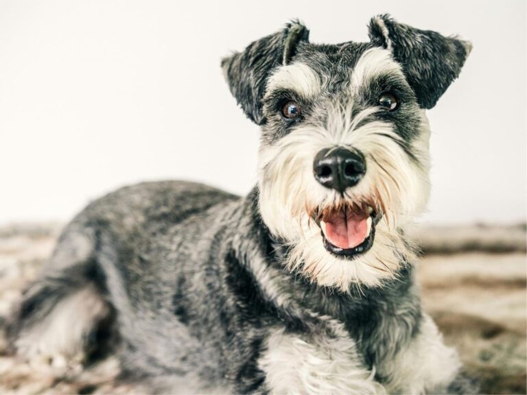 Miniature Schnauzer temperament, Miniature Schnauzer size, Miniature Schnauzer grooming, Miniature Schnauzer exercise needs, Miniature Schnauzer health issues, Miniature Schnauzer training tips, Miniature Schnauzer lifespan, Miniature Schnauzer personality traits, Miniature Schnauzer good with children, Miniature Schnauzer as a family pet