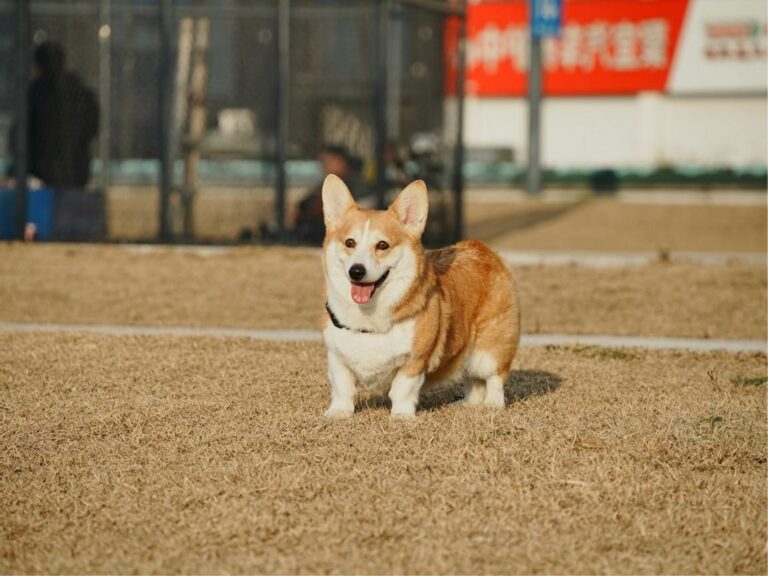 Pembroke Welsh Corgi temperament, Pembroke Welsh Corgi size, Pembroke Welsh Corgi grooming, Pembroke Welsh Corgi exercise needs, Pembroke Welsh Corgi health issues, Pembroke Welsh Corgi training tips, Pembroke Welsh Corgi lifespan, Pembroke Welsh Corgi personality traits, Pembroke Welsh Corgi good with children, Pembroke Welsh Corgi as a family pet