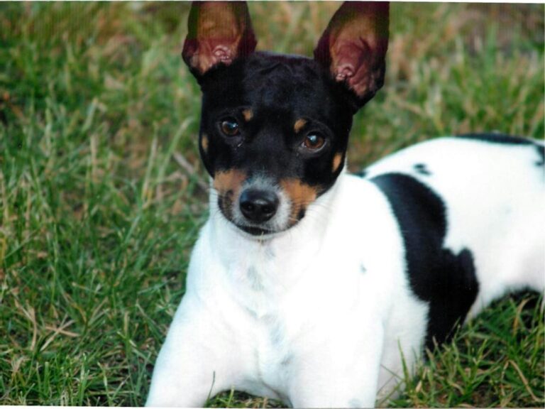 Rat Terrier temperament, Rat Terrier size, Rat Terrier grooming, Rat Terrier exercise needs, Rat Terrier health issues, Rat Terrier training tips, Rat Terrier lifespan, Rat Terrier personality traits, Rat Terrier good with children, Rat Terrier as a family pet
