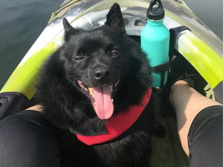 Schipperke temperament, Schipperke size, Schipperke grooming, Schipperke exercise needs, Schipperke health issues, Schipperke training tips, Schipperke lifespan, Schipperke personality traits, Schipperke good with children, Schipperke as a family pet