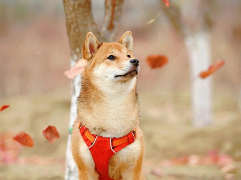 Shiba Inu temperament, Shiba Inu size, Shiba Inu grooming, Shiba Inu exercise needs, Shiba Inu health issues, Shiba Inu training tips, Shiba Inu lifespan, Shiba Inu personality traits, Shiba Inu good with children, Shiba Inu as a family pet