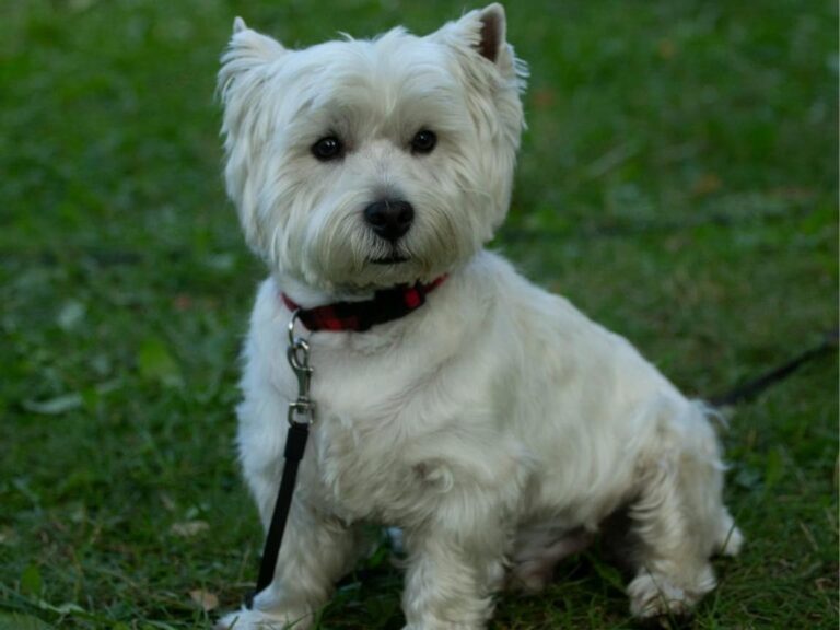 West Highland White Terrier temperament, West Highland White Terrier size, West Highland White Terrier grooming, West Highland White Terrier exercise needs, West Highland White Terrier health issues, West Highland White Terrier training tips, West Highland White Terrier lifespan, West Highland White Terrier personality traits, West Highland White Terrier good with children, West Highland White Terrier as a family pet