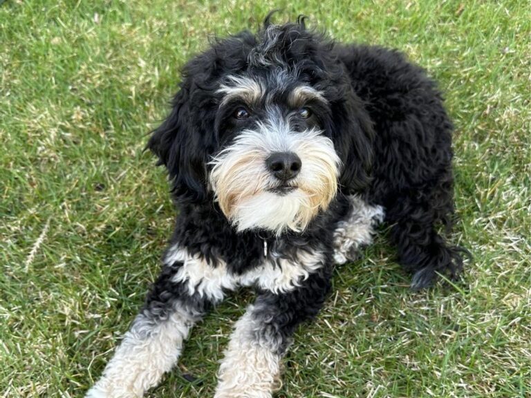Bailey Bernedoodle 5