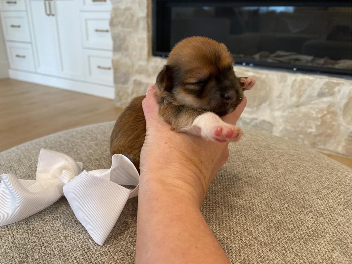 Havanese puppies for sale Florida, AKC Havanese puppy Florida, red sable Havanese for sale, tri-color Havanese puppy, tuxedo Havanese Florida, Havanese breeders Florida, small breed puppies Florida, hypoallergenic puppy for sale, best Havanese puppies, adorable Havanese puppy, Florida Havanese puppy adoption, Havanese for sale near Miami, Havanese for sale near Tampa, reputable Havanese breeder Florida, Florida toy breed puppies, Havanese dog for sale, Havanese puppy near me, fluffy Havanese puppy, playful Havanese puppy, well-socialized Havanese, companion dog for sale Florida, Havanese with rare colors, red sable tri-color puppy, Havanese temperament, affectionate Havanese puppy, AKC registered Havanese, luxury dog breed Florida, happy and healthy Havanese, premium quality Havanese puppies