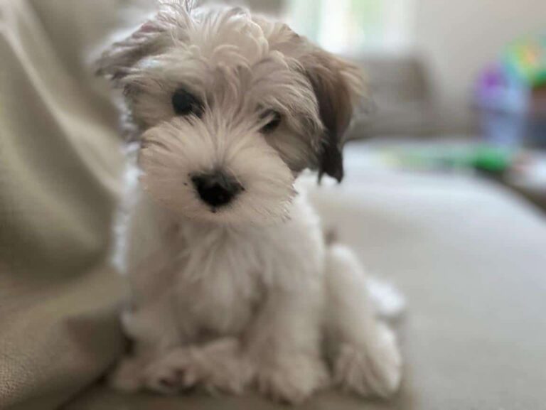 Temecula CA Havapoo Puppy State