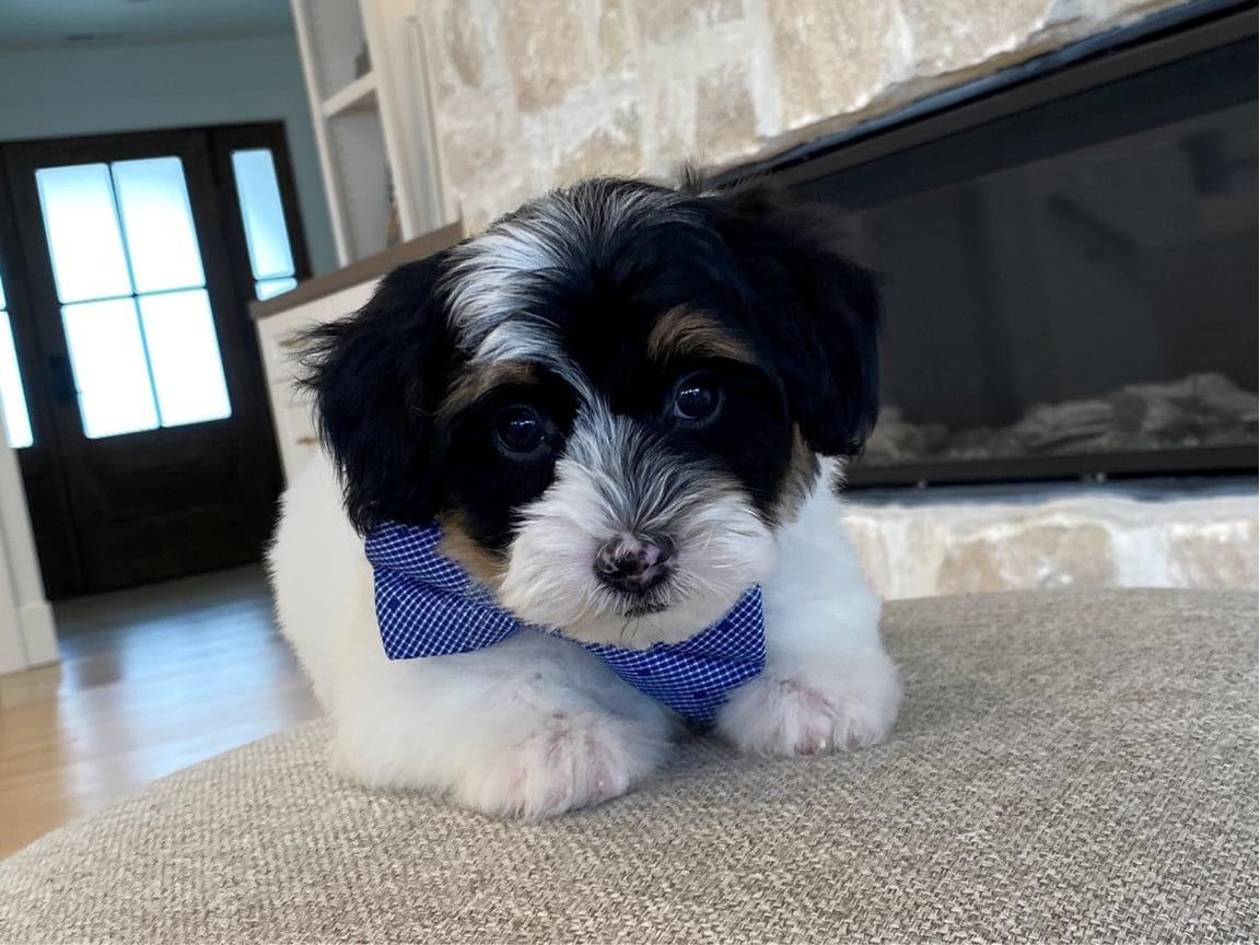 Tesla, Tri Whtie Black Brown Parti Havapoo Puppy For Sale Near Me 7