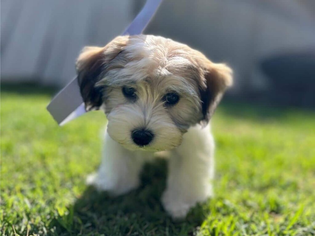 Adorable Havapoo puppy looking for a forever home near Salt Lake City