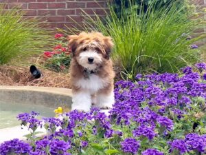 Breed Spotlight: Havanese – The Charming, Cuddly Companion