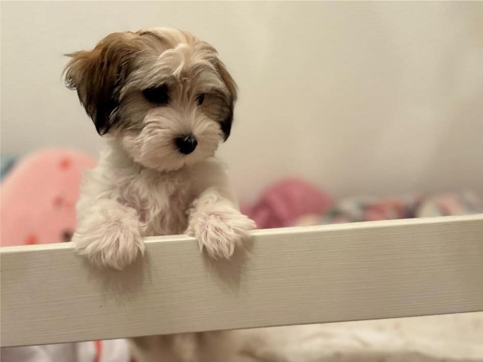 Cute baby havanese puppy standing at the edge of her playpen
