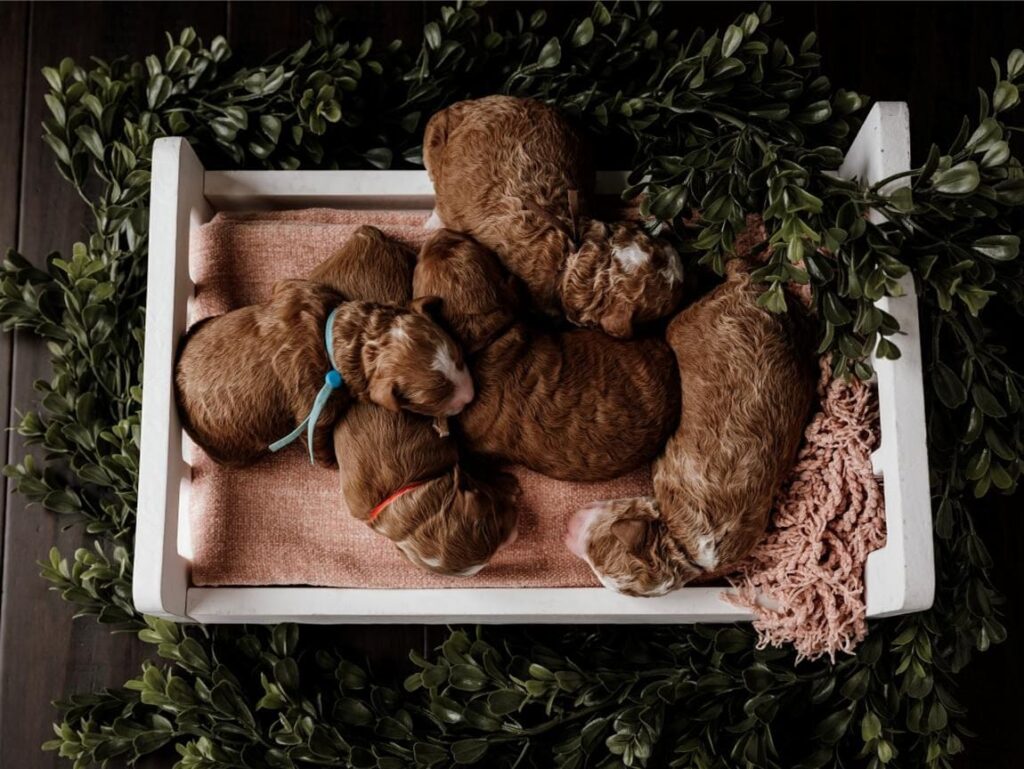 Cute fluffy puppies snuggling together – perfect home for our Guardian Program!