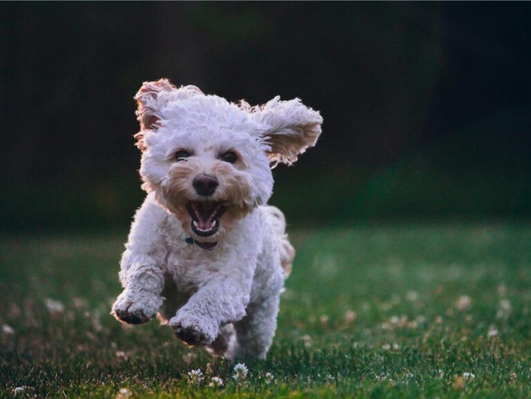 Excited Puppy at a Park – Outdoor Socialization for Puppies