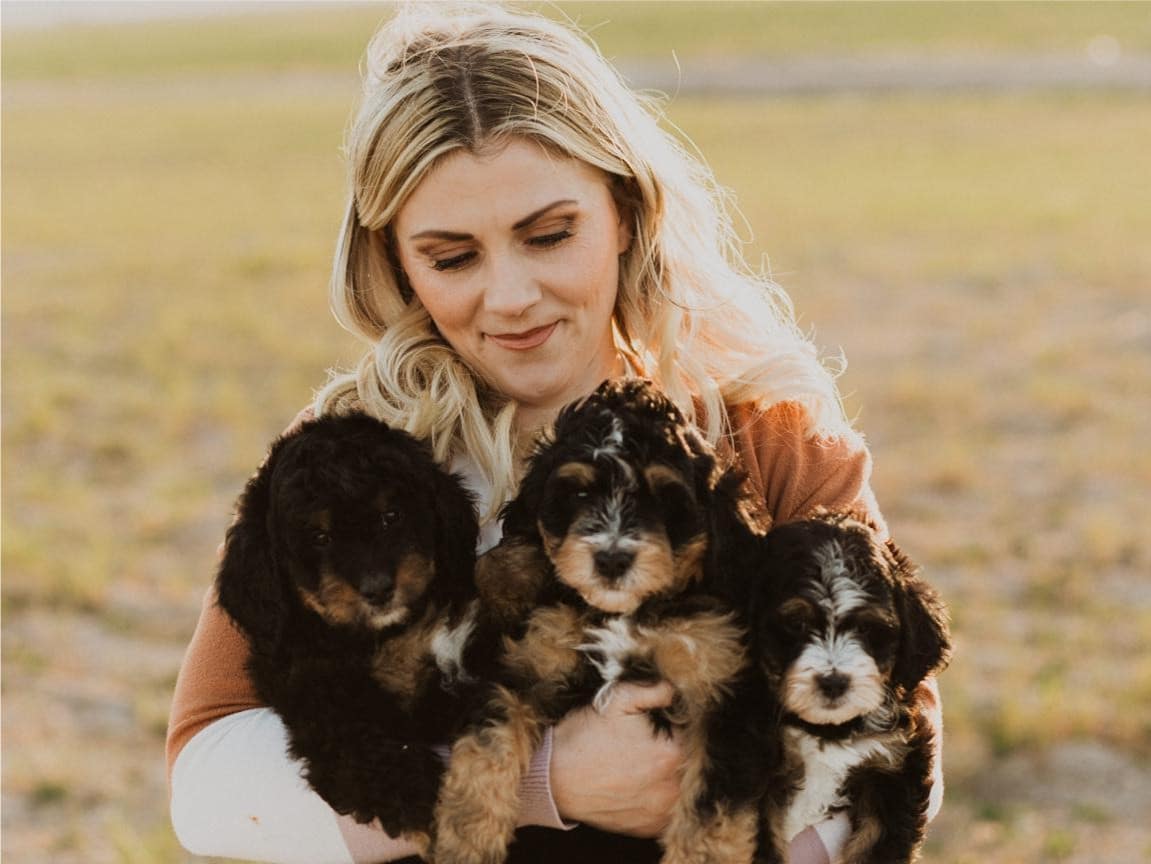 F1B Bernedoodle Puppy in Tennessee