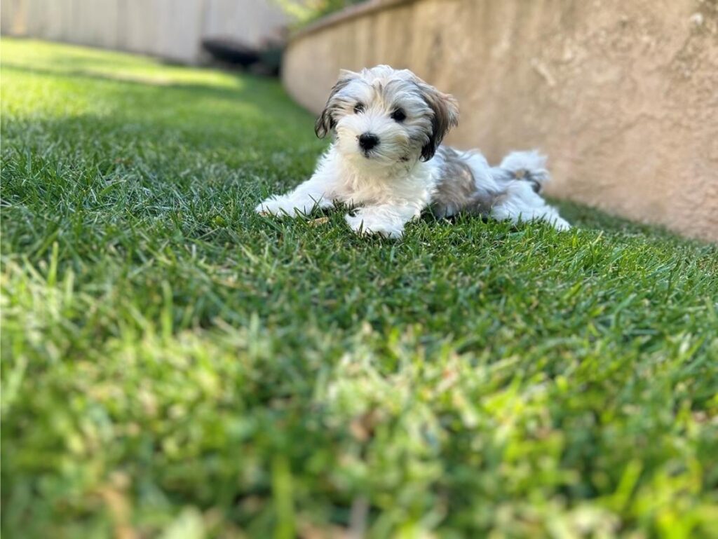 Fluffy Havapoo Puppy available for adoption in Utah