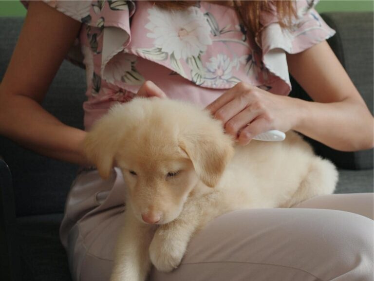 Golden Retriever Puppy Being Brushed – Best Brushing Tips for Puppies