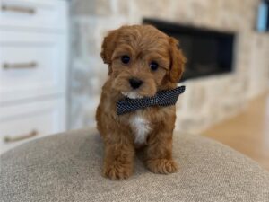 🐶 Preparing Your Home for a New Puppy: A Step-by-Step Checklist