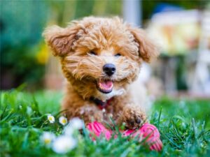 🐶 The Ultimate Puppy Care Checklist: From Feeding to Playtime