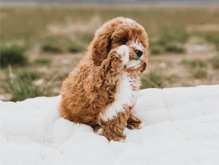 Happy, healthy puppy playing outside – find puppies for sale near you