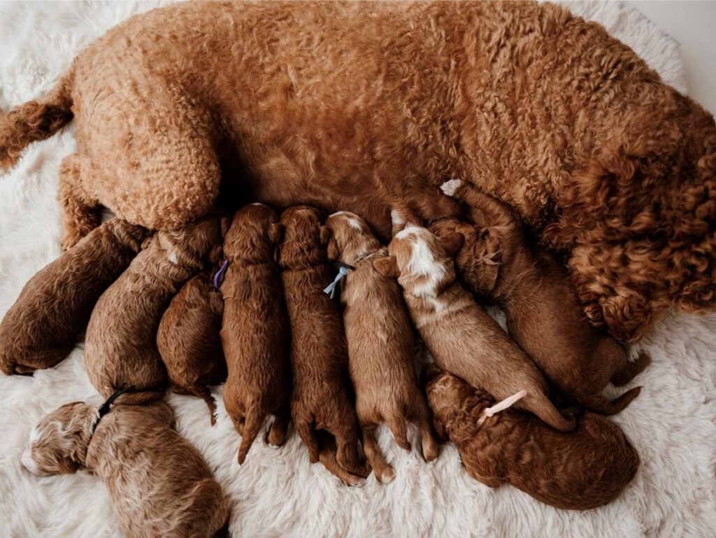 Mom with baby puppies for sale near me