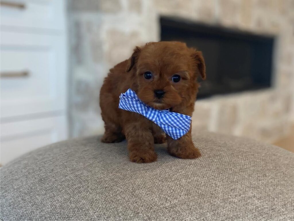 🐾 Puppy Training 101: Tips and Tricks for a Well-Behaved Pup