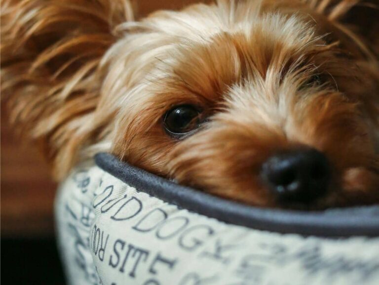 Small Puppy in a Cozy Bed – Preparing Your Home for a New Puppy