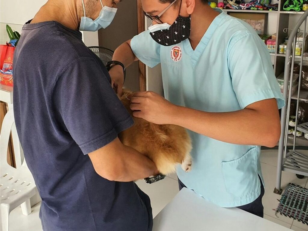Veterinarian performing a health check on a puppy before adoption