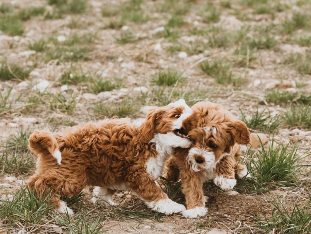 healthy litter mates playing together at a responsible breeders home