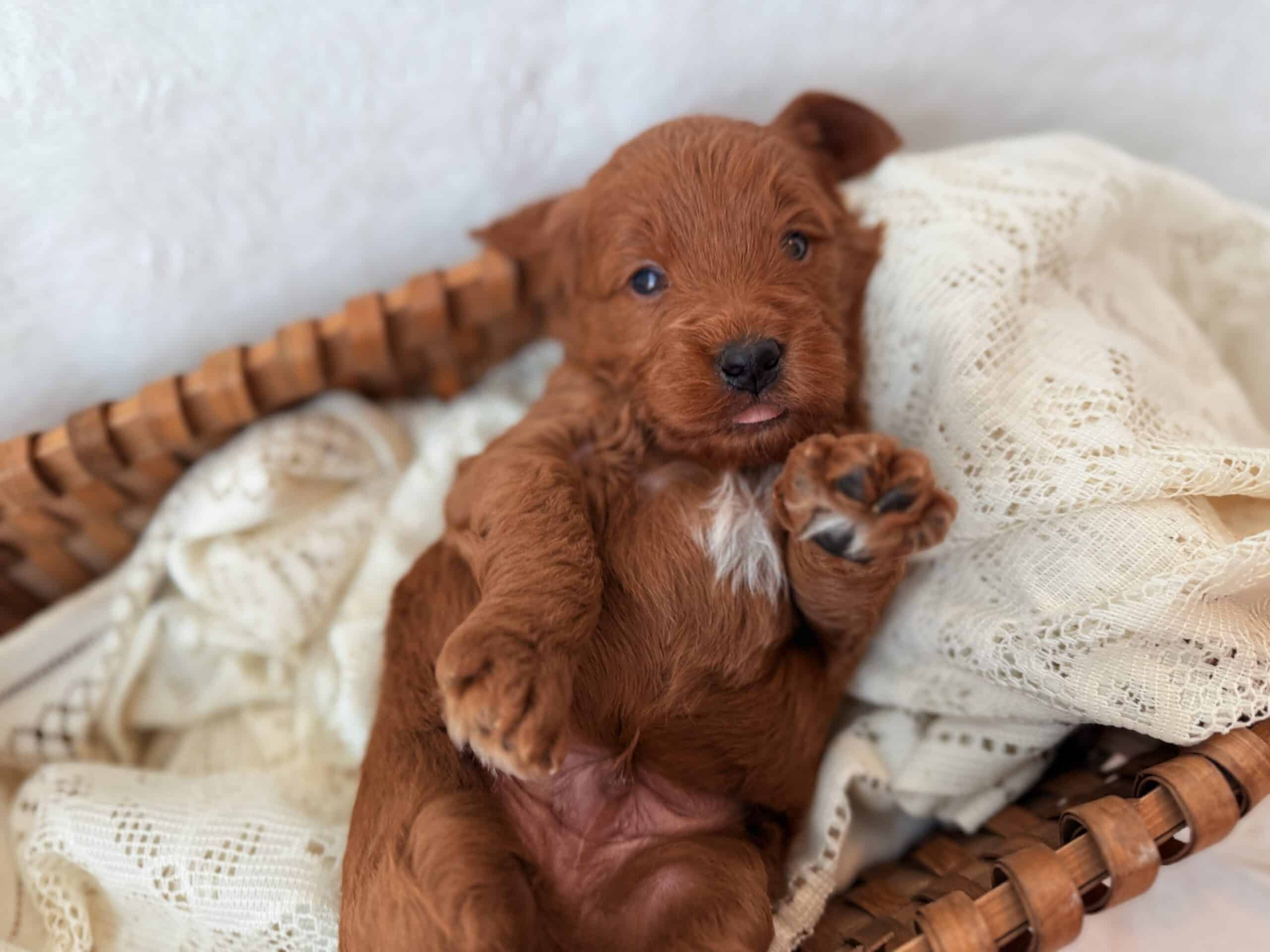 Evergreen is a sweet Goldendoodle puppy looking for a forever home in Eagle Mountain, UT