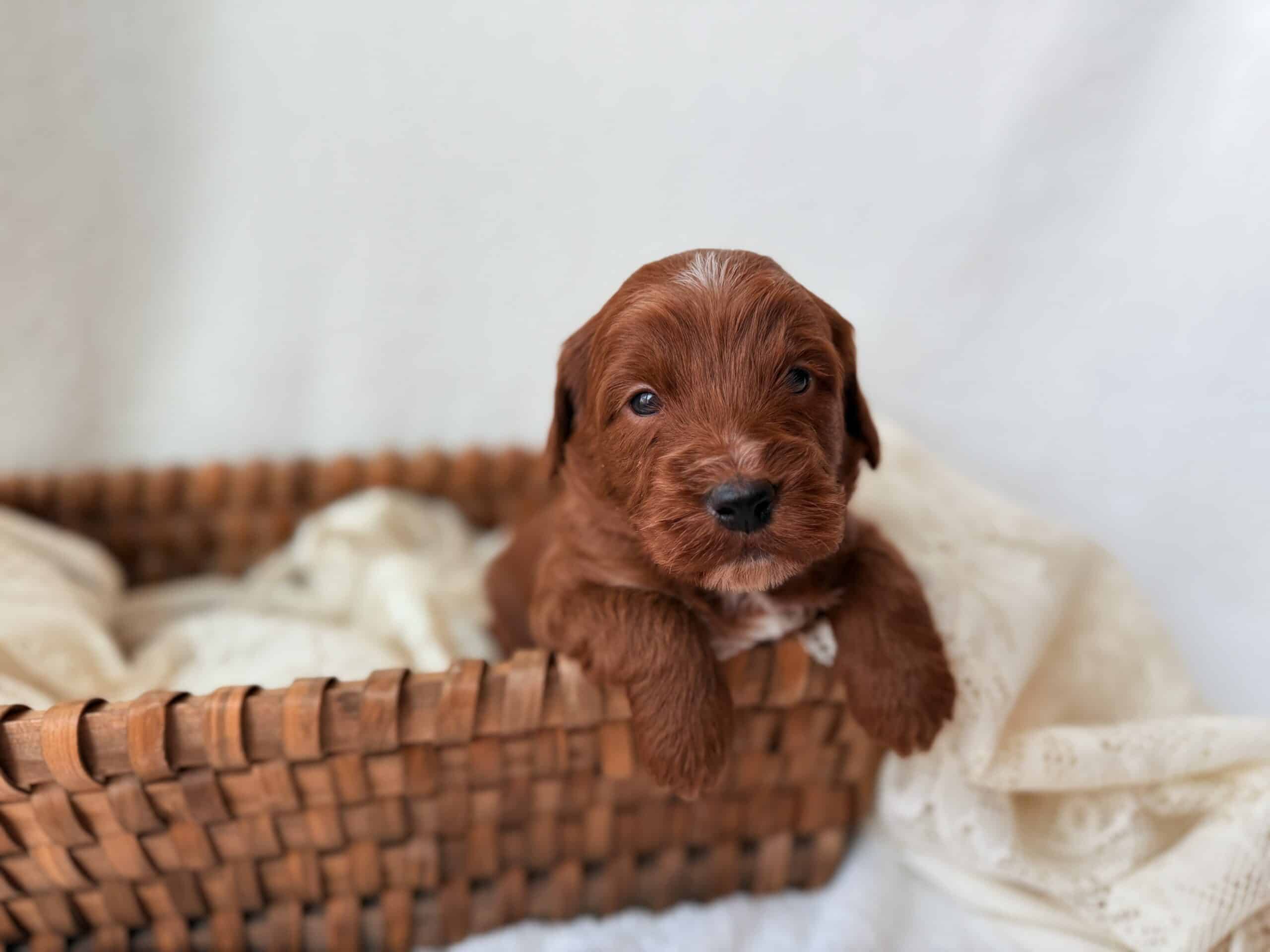 Pinecone is a sweet Goldendoodle puppy available for sale in Eagle Mountain, UT