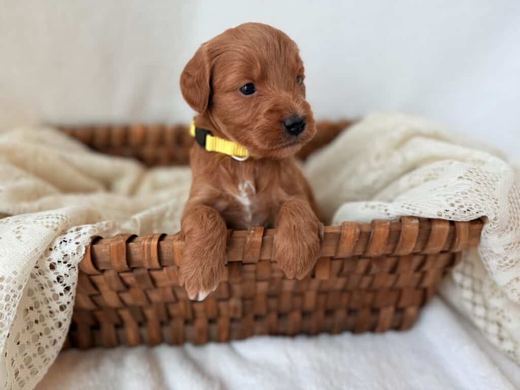 Sunflower – $2,000