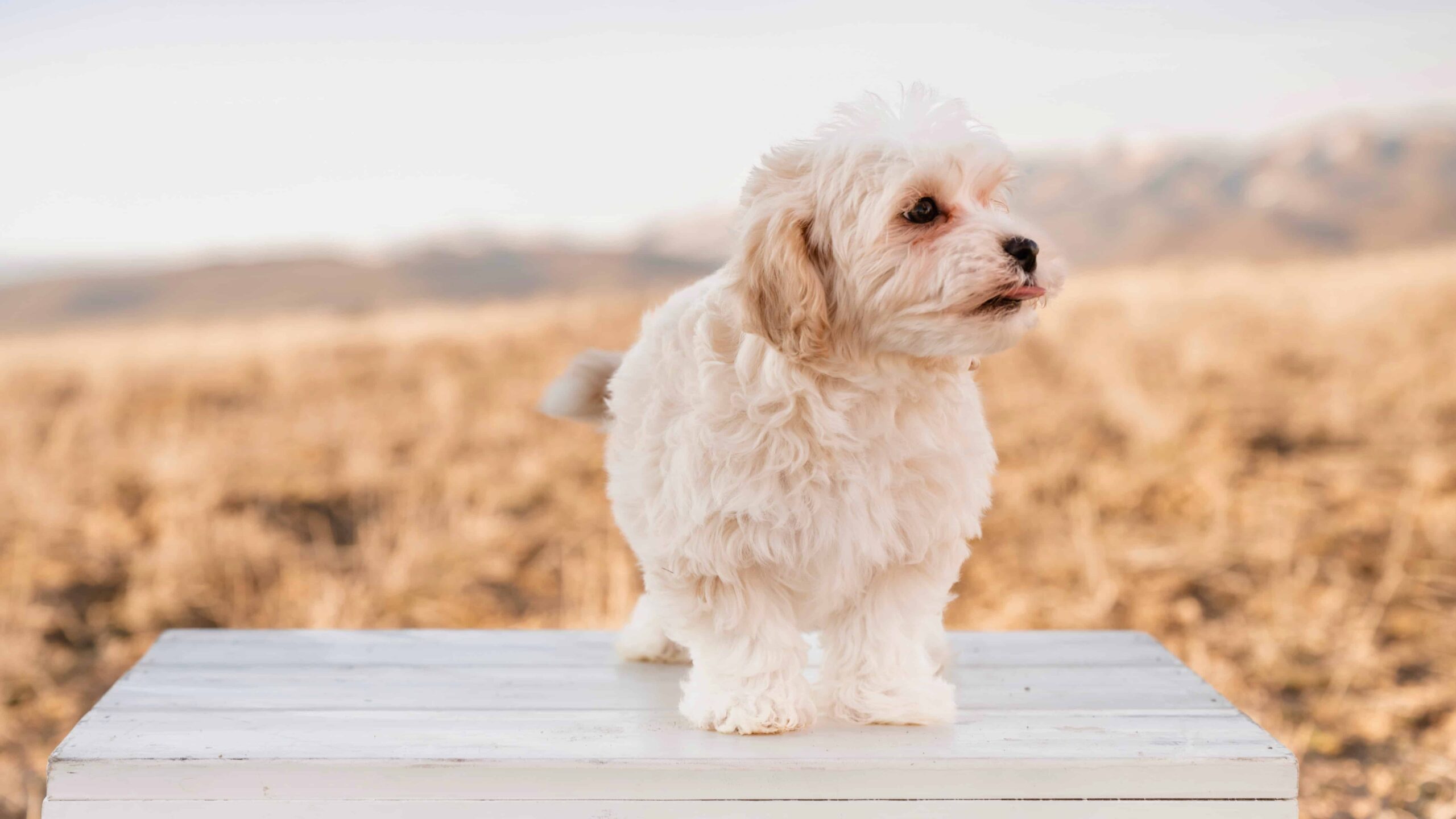 havanese-puppy, havanese-small-dog, havanese-in-pasadena-city, havanese-in-california, havanese-best-small-dog