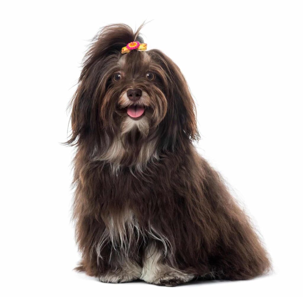 havanese-puppy, havanese-small-dog, havanese-in-mobile-city, havanese-in-alabama, havanese-best-small-dog