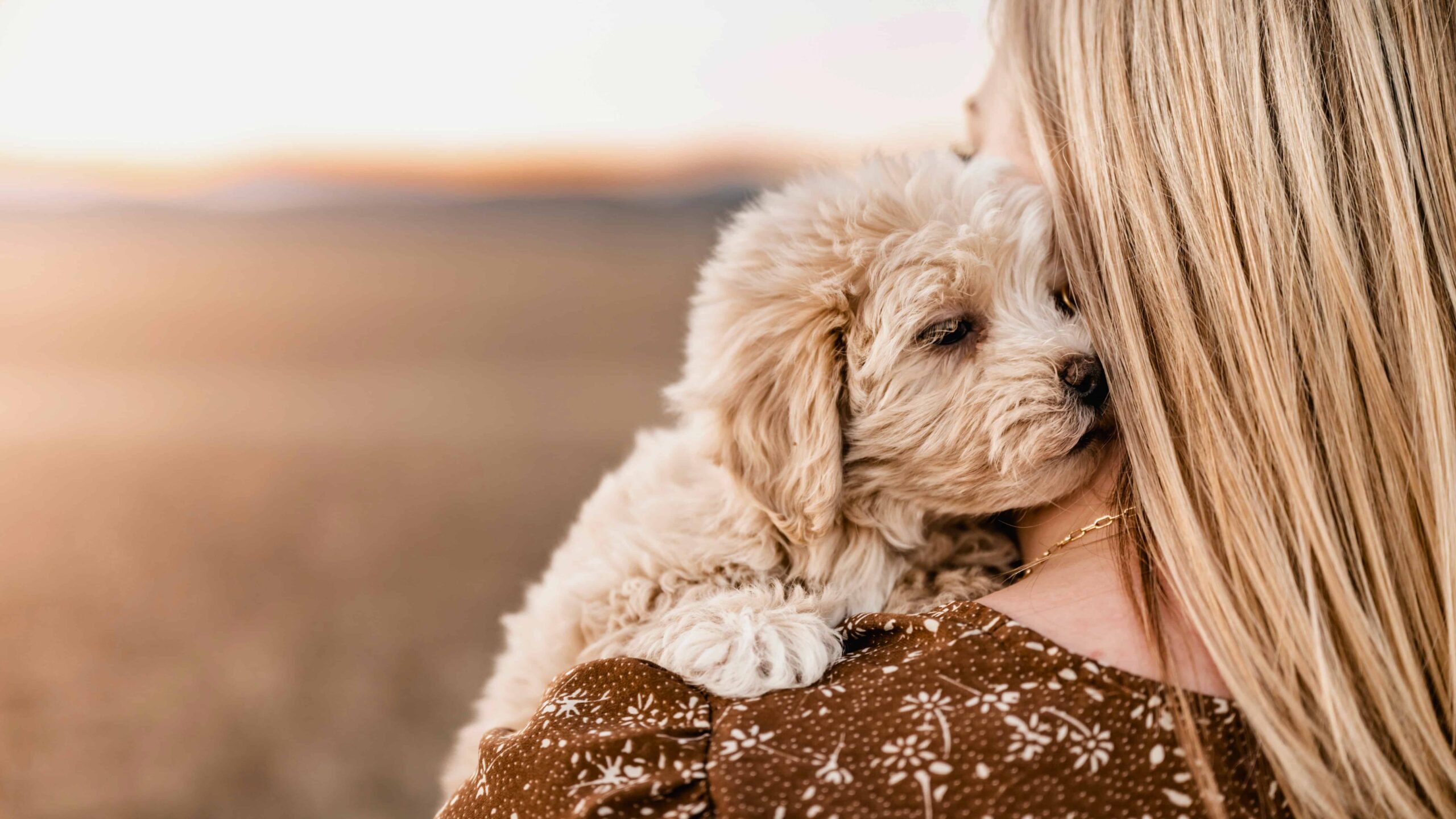 havanese-puppy, havanese-small-dog, havanese-in-santa-clara-city, havanese-in-california, havanese-best-small-dog