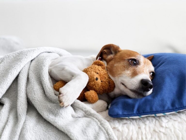 How to Survive Your First Night With a Puppy 💤🐾 (Tips Every Puppy Parent Needs)