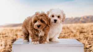 What Is a Havapoo? The Adorably Smart Dog Everyone’s Falling For