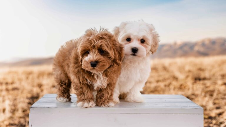 What Is a Havapoo? The Adorably Smart Dog Everyone’s Falling For