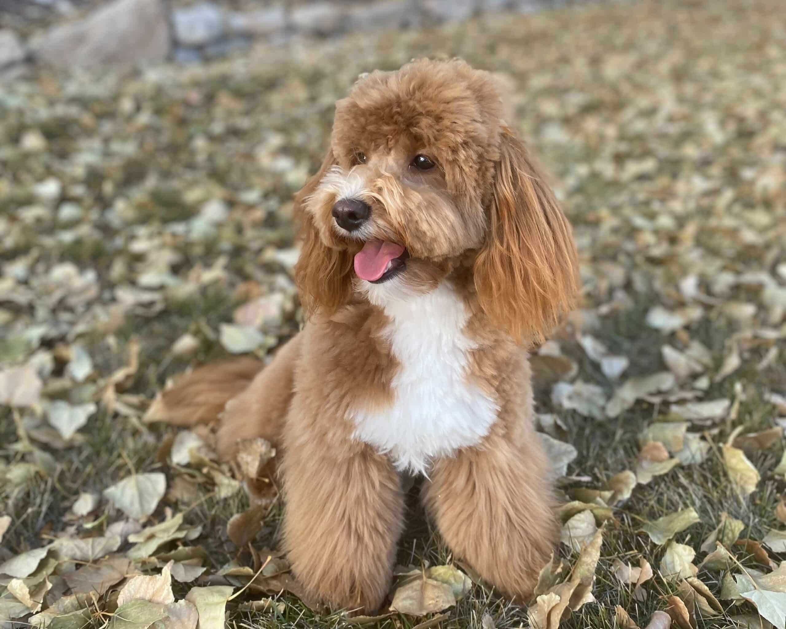 Cilla, a 14lbs mini Goldendoodle with a soft, fluffy coat and expressive eyes, sitting grassy fall setting. AKC Toy Poodle x Mini Goldendoodle breeder. Red and white tuxedo markings expected in litter.
