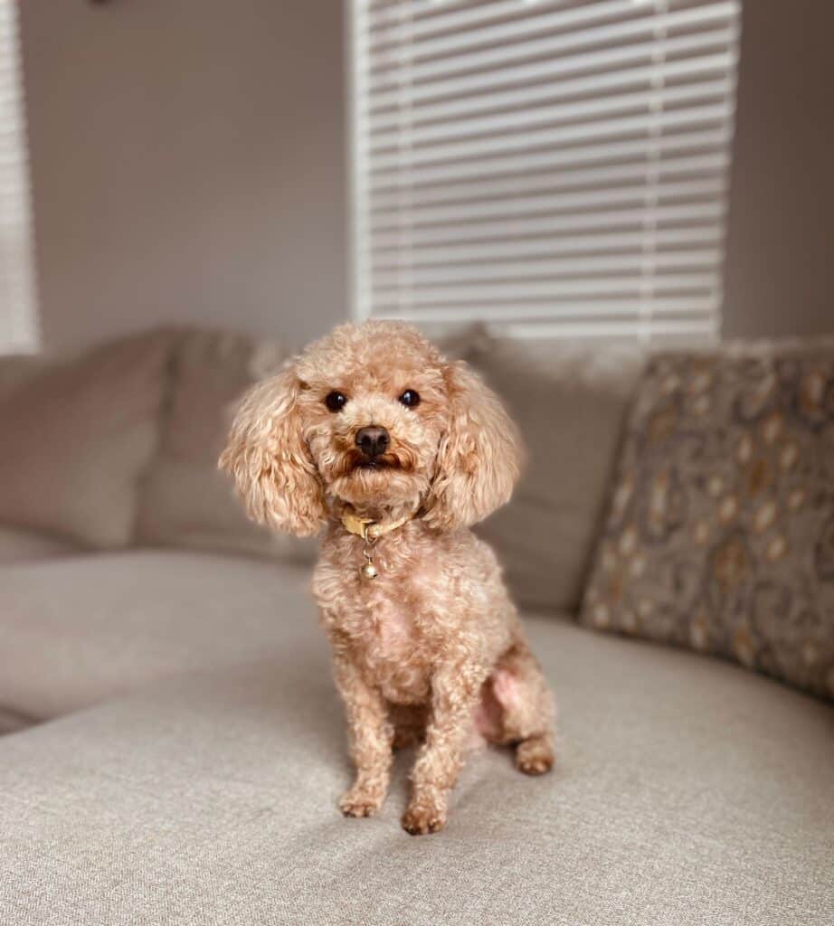 Kai, the AKC Toy Poodle breeder, lounging on a cozy couch. Known for his gentle demeanor and role in breeding micro Goldendoodles. Upcoming litter with Cilla due 12/15/25.