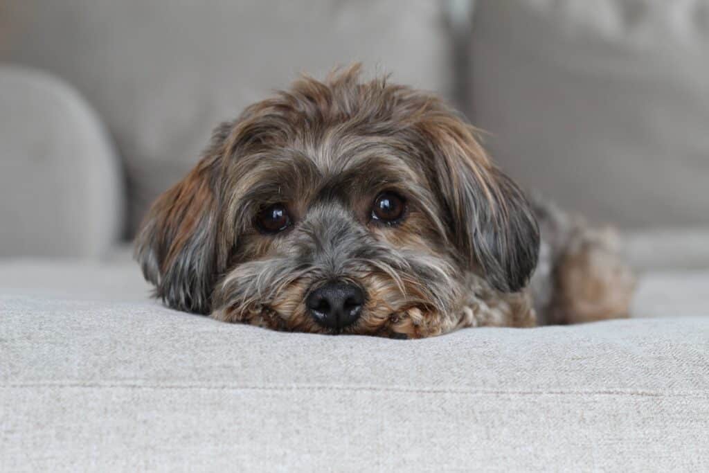 Autumn, AKC Havanese parent of upcoming Havapoo litter at LadyPawsPuppies – Utah puppies with calm, nurturing temperament