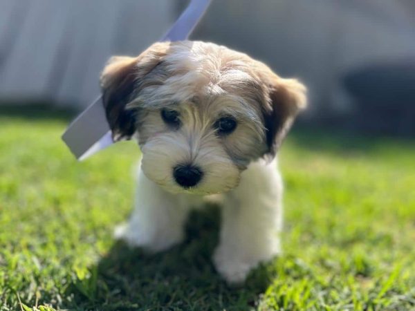 What Is a Havapoo? Discover the Adorable Havanese-Poodle Mix